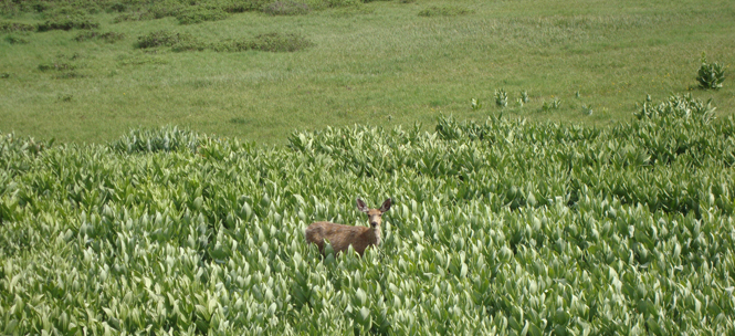 Platoro South Side of Reservoir